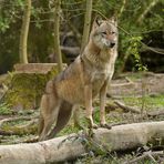 Tierpark Weilburg: Bei den Wölfen 07