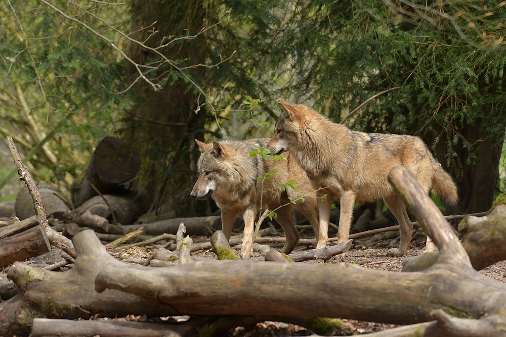 Tierpark Weilburg: Bei den Wölfen 08