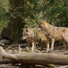 Tierpark Weilburg: Bei den Wölfen 08