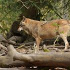 Tierpark Weilburg: Bei den Wölfen 09