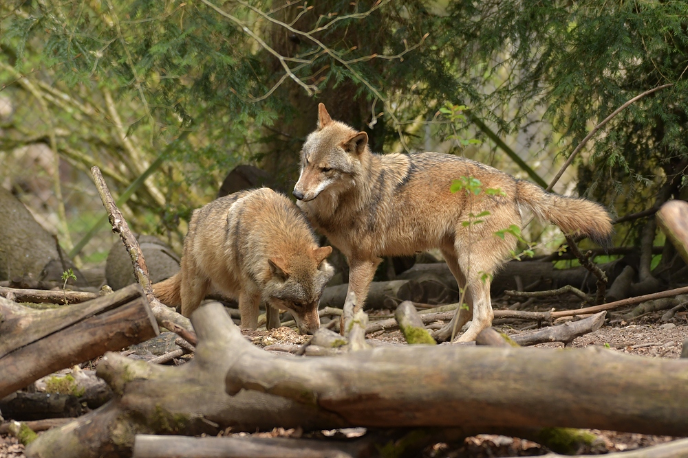 Tierpark Weilburg: Bei den Wölfen 10