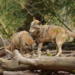 Tierpark Weilburg: Bei den Wölfen 10