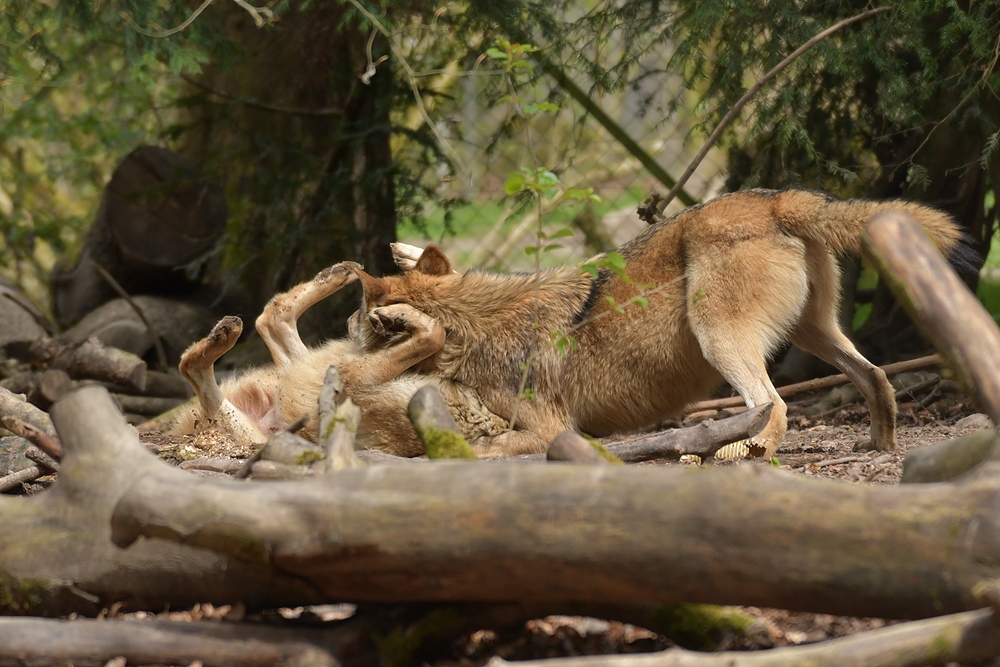 Tierpark Weilburg: Bei den Wölfen 11