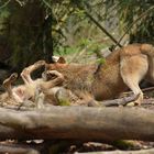 Tierpark Weilburg: Bei den Wölfen 11