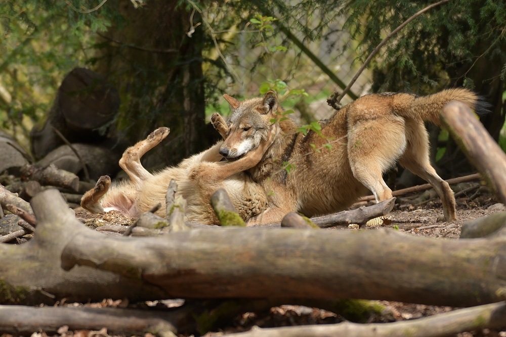 Tierpark Weilburg: Bei den Wölfen 12