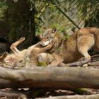 Tierpark Weilburg: Bei den Wölfen 12