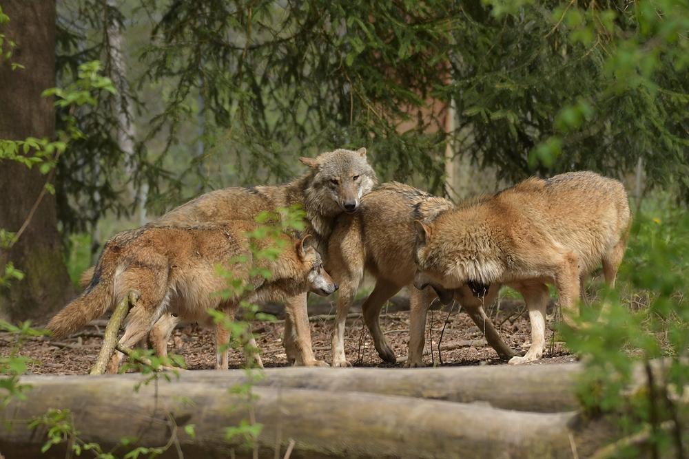 Tierpark Weilburg: Bei den Wölfen 13