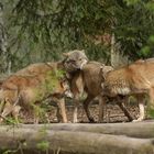 Tierpark Weilburg: Bei den Wölfen 13