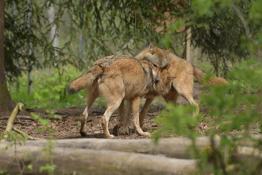 Tierpark Weilburg: Bei den Wölfen 14