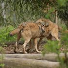 Tierpark Weilburg: Bei den Wölfen 14