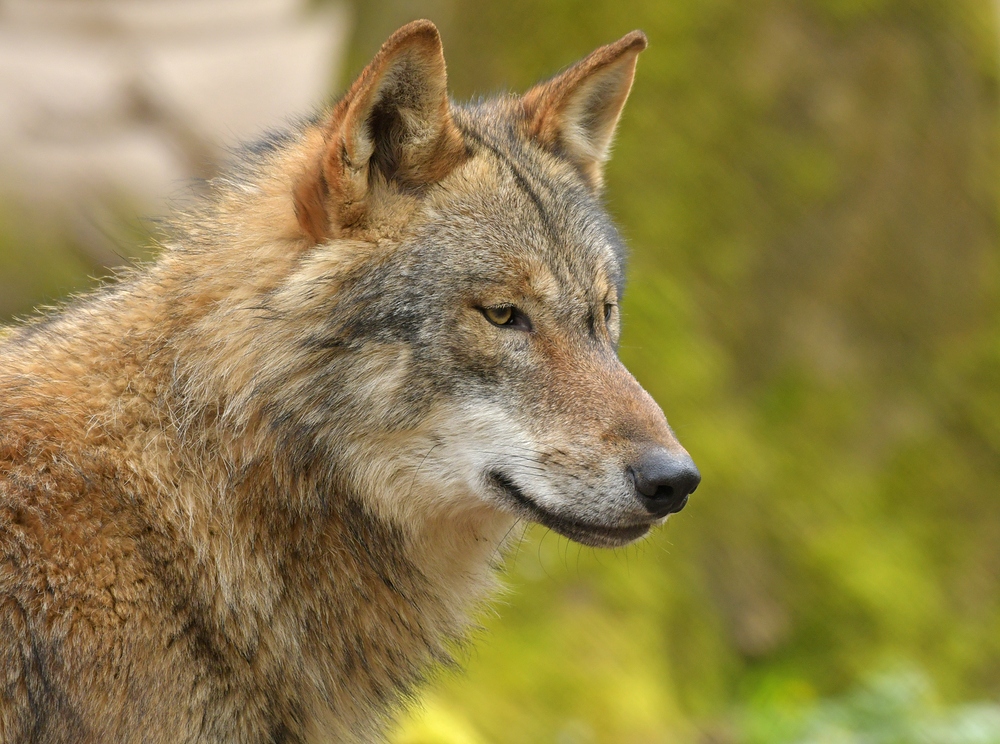 Tierpark Weilburg: Bei den Wölfen 15