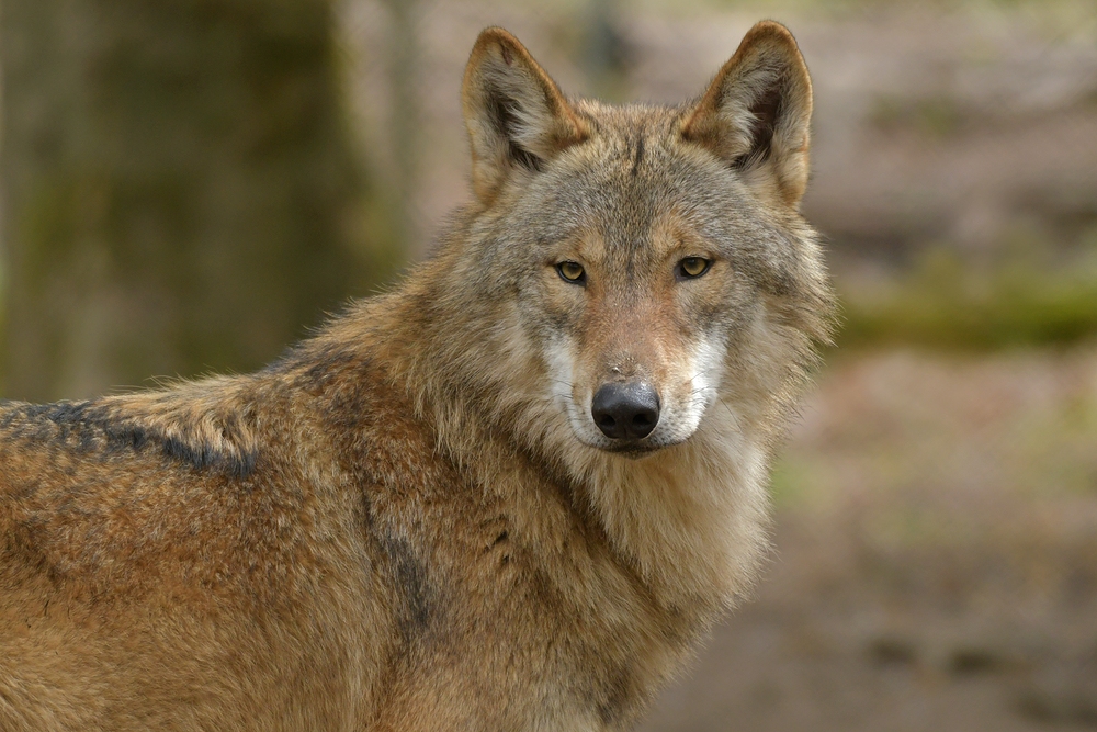 Tierpark Weilburg: Bei den Wölfen 16