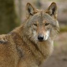 Tierpark Weilburg: Bei den Wölfen 16