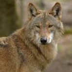 Tierpark Weilburg: Bei den Wölfen 16