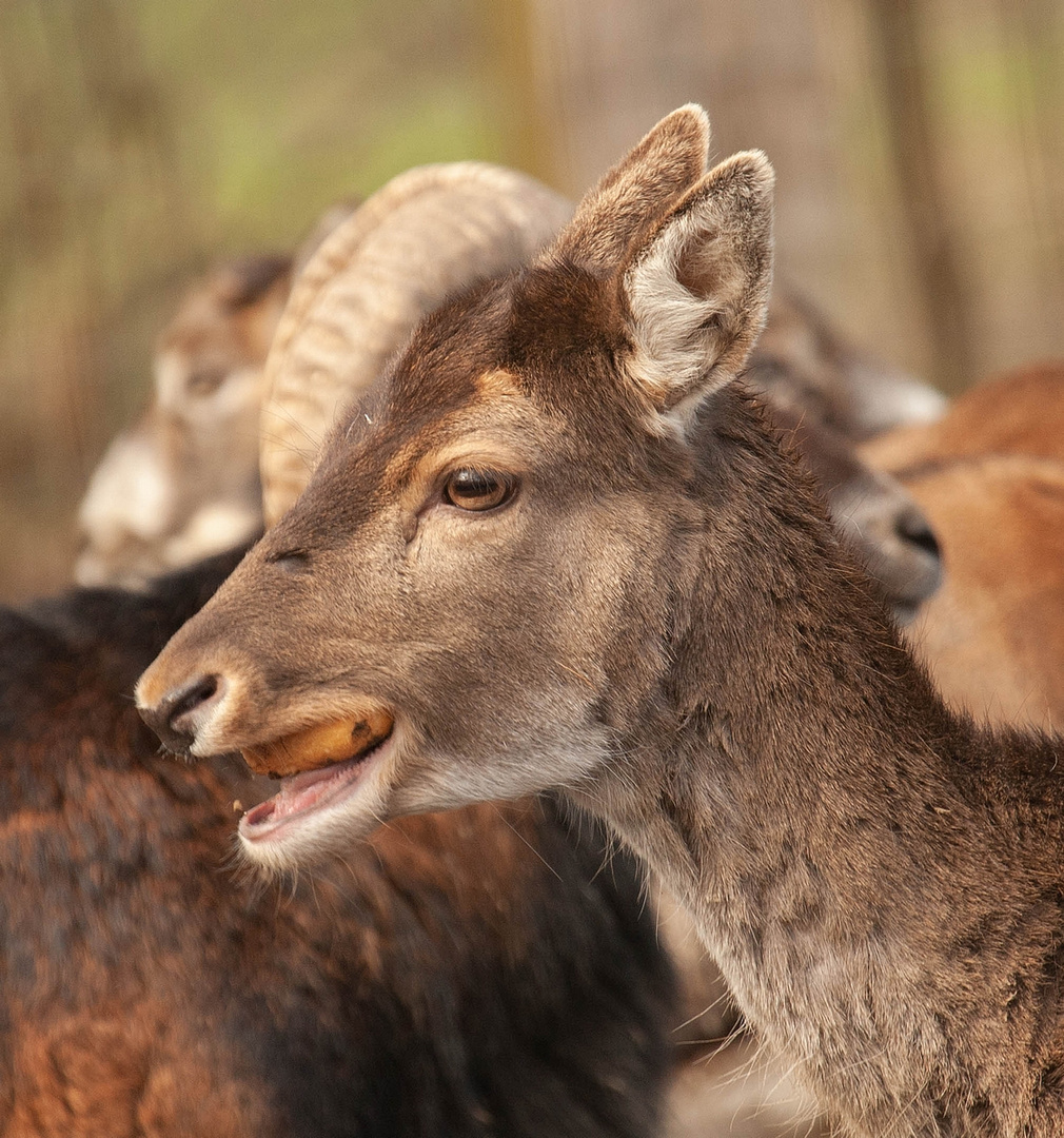 Tierpark Wismar 2