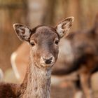 Tierpark Wismar