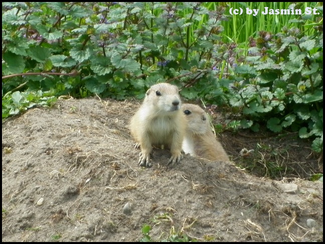 Tierpark Wismar