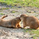 Tierpark Wismar (Präriehunde) 1