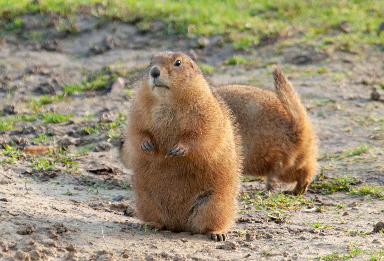 Tierpark Wismar (Präriehunde) 2