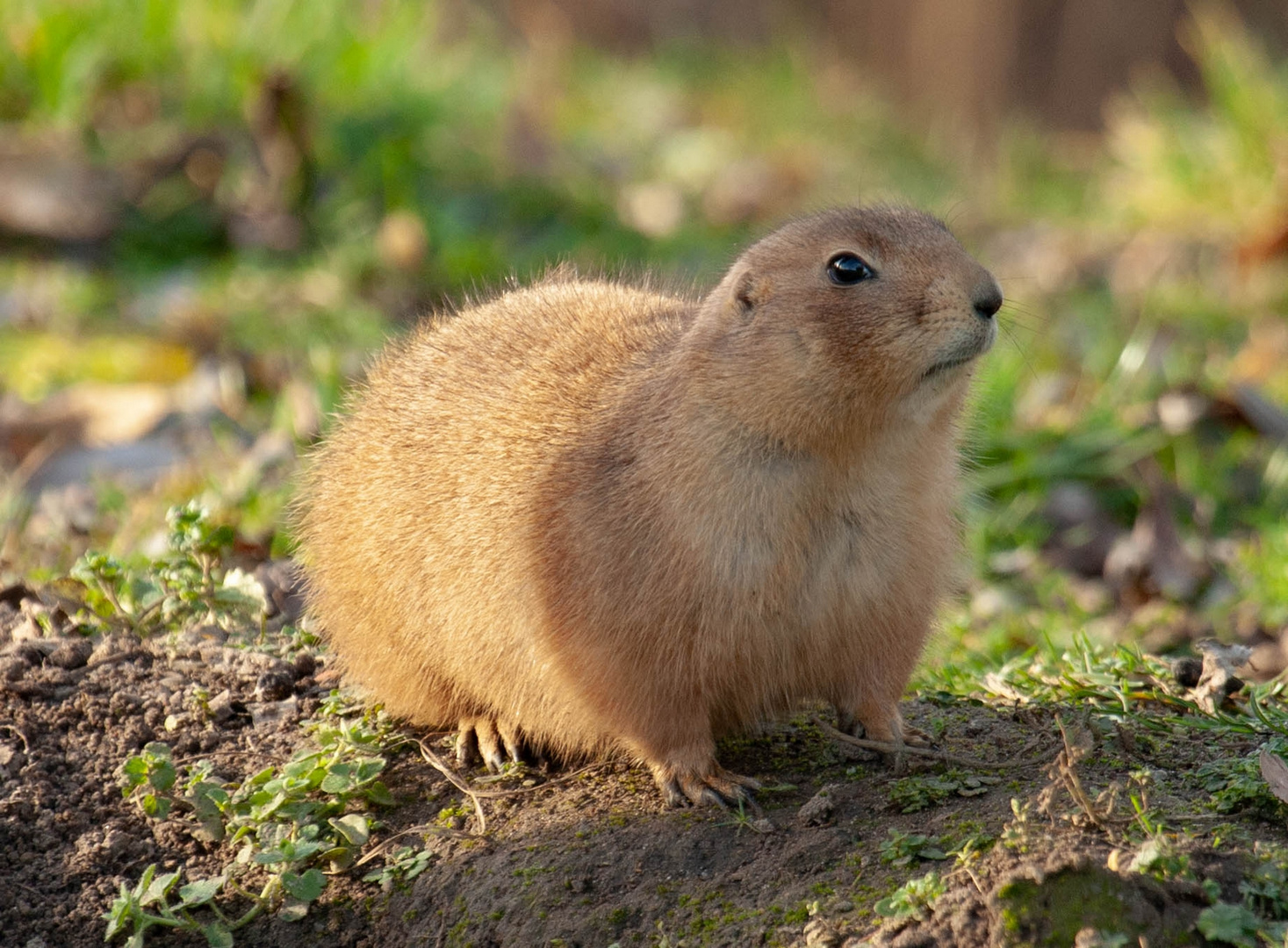 Tierpark Wismar (Präriehunde) 3