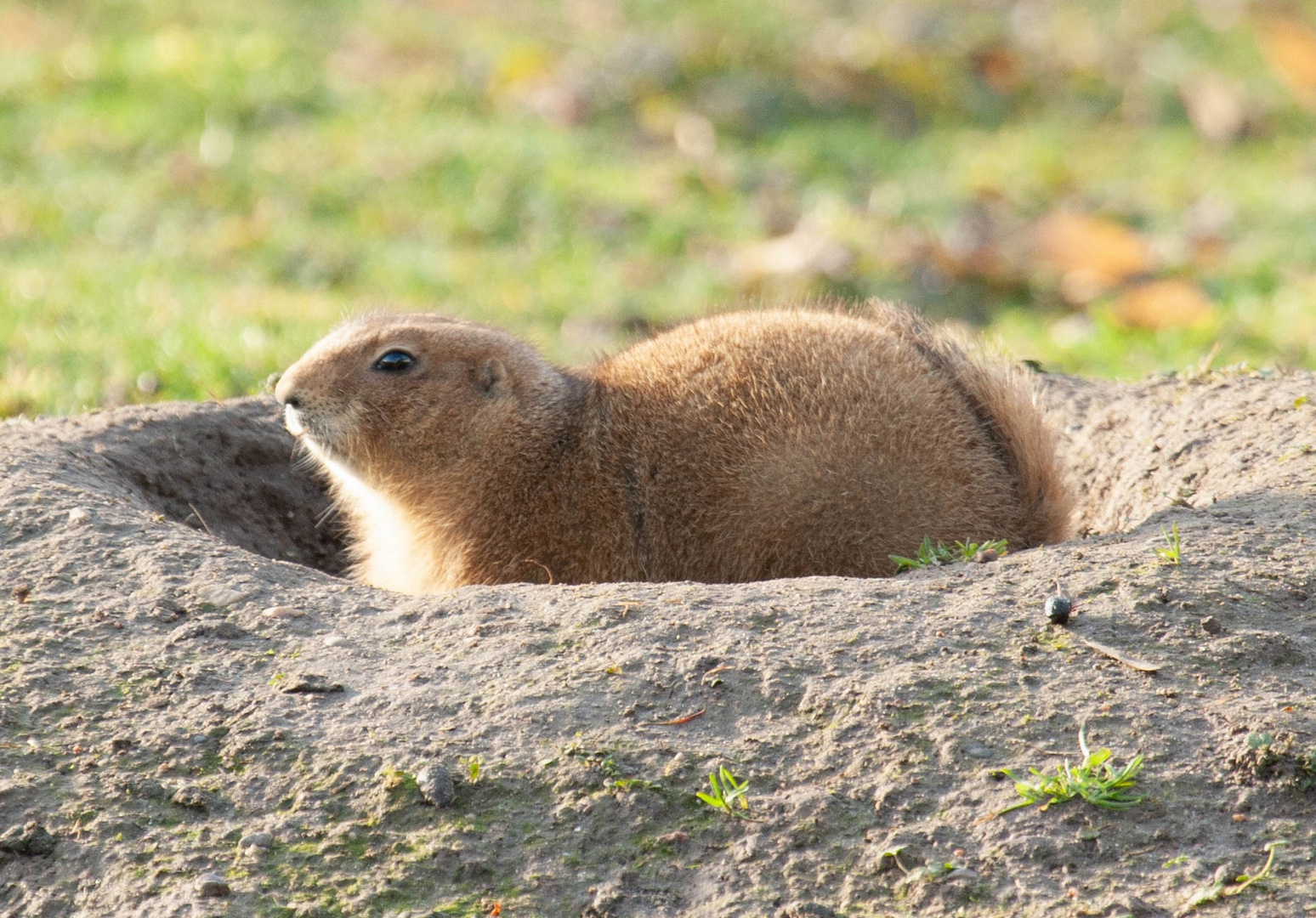 Tierpark Wismar (Präriehunde) 5