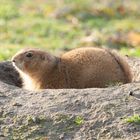 Tierpark Wismar (Präriehunde) 5