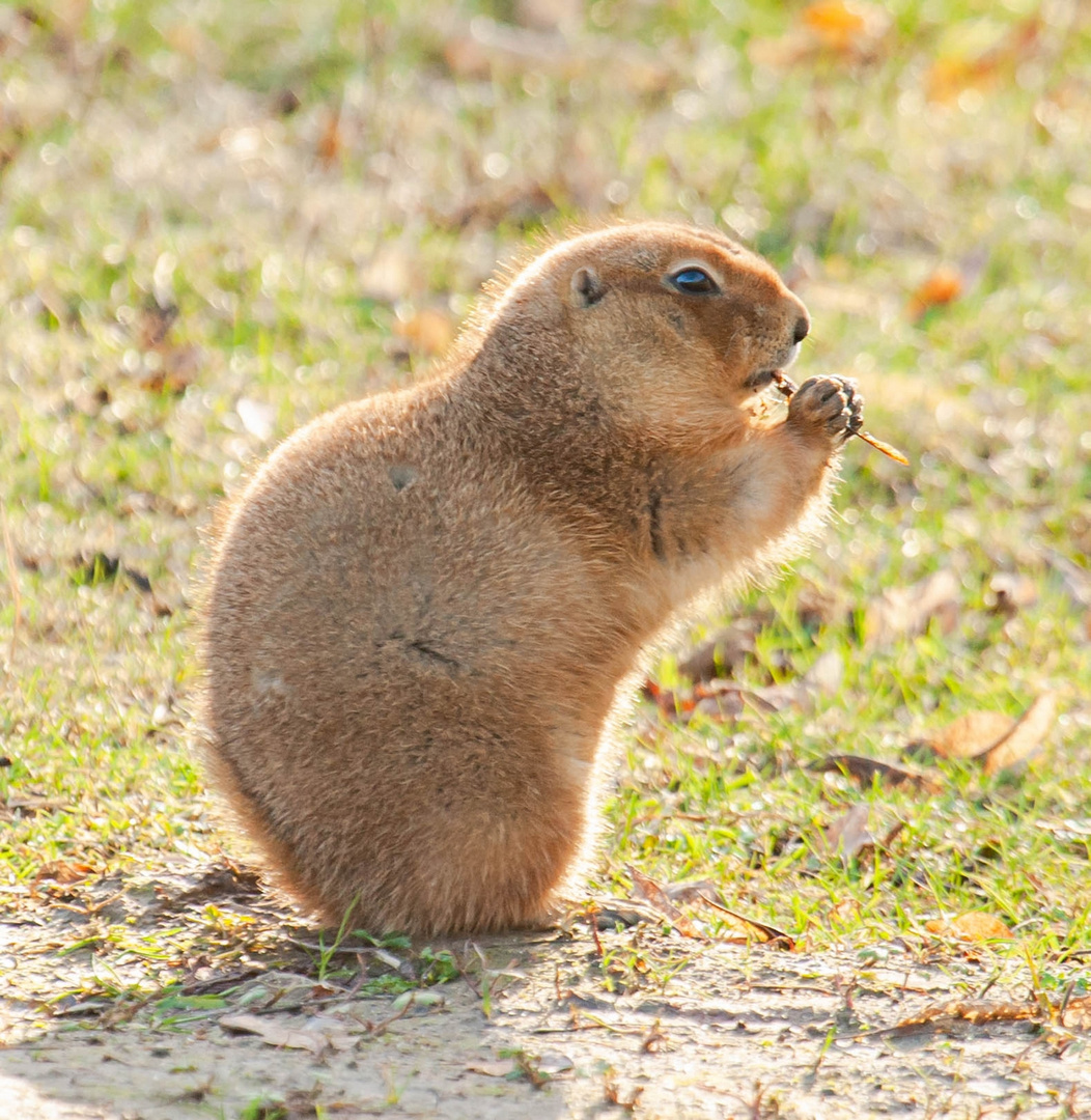 Tierpark Wismar (Präriehunde) 6