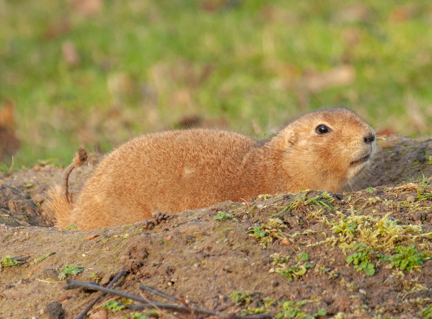 Tierpark Wismar (Präriehunde) 7