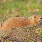 Tierpark Wismar (Präriehunde) 7