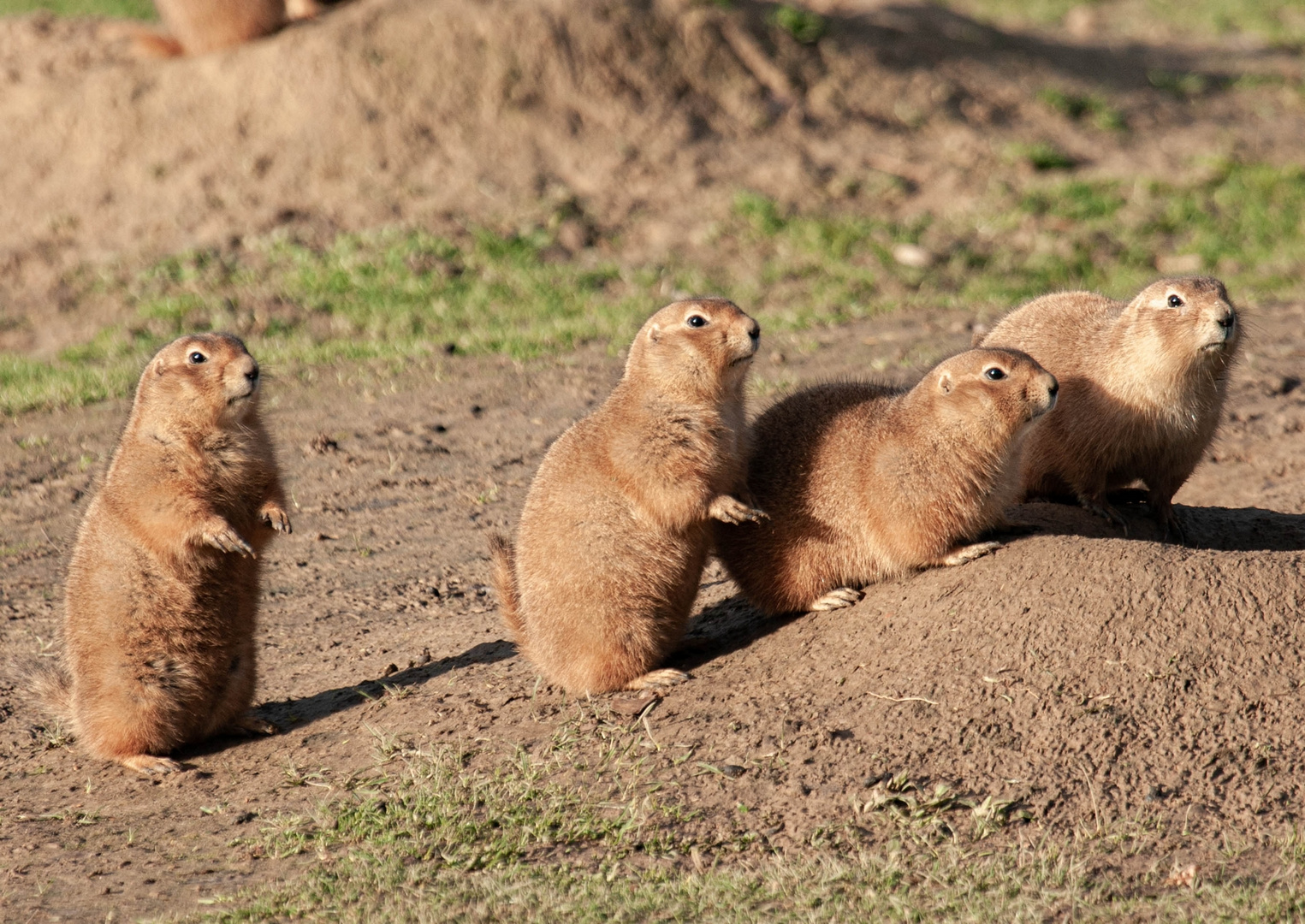 Tierpark Wismar (Präriehunde) 8