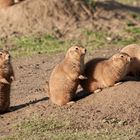 Tierpark Wismar (Präriehunde) 8