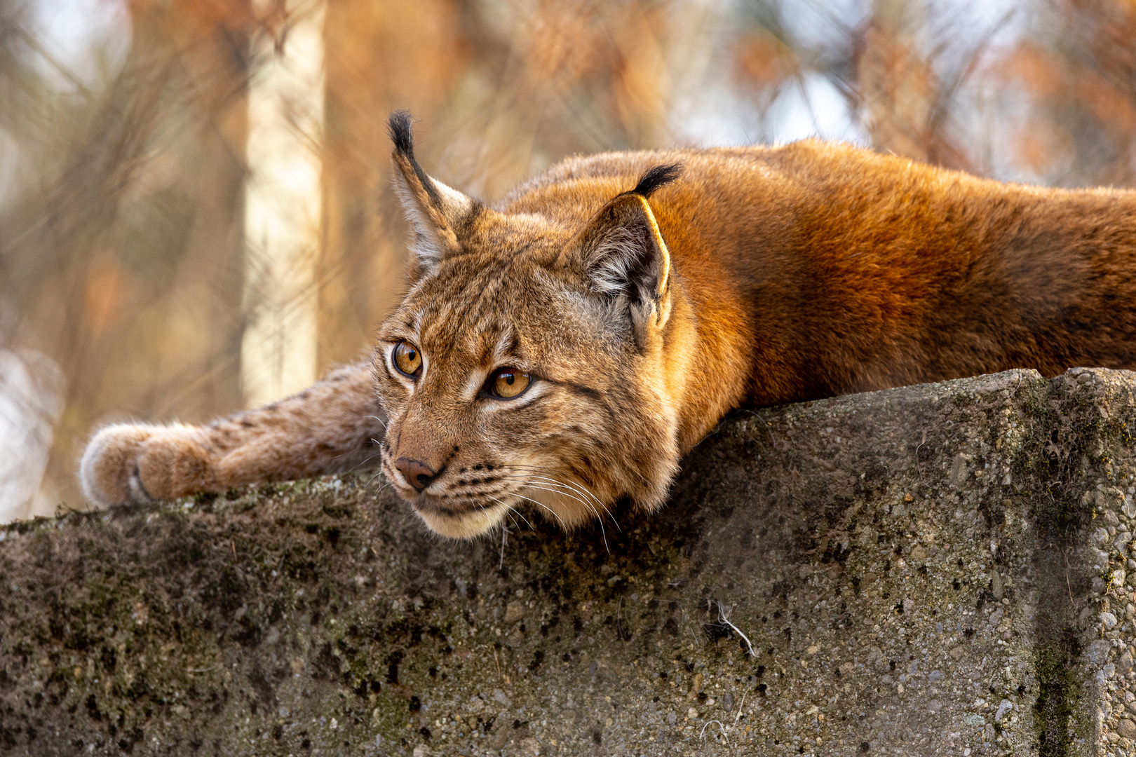 Tierpark Zürich 1. Jänner 2023 (1/3)