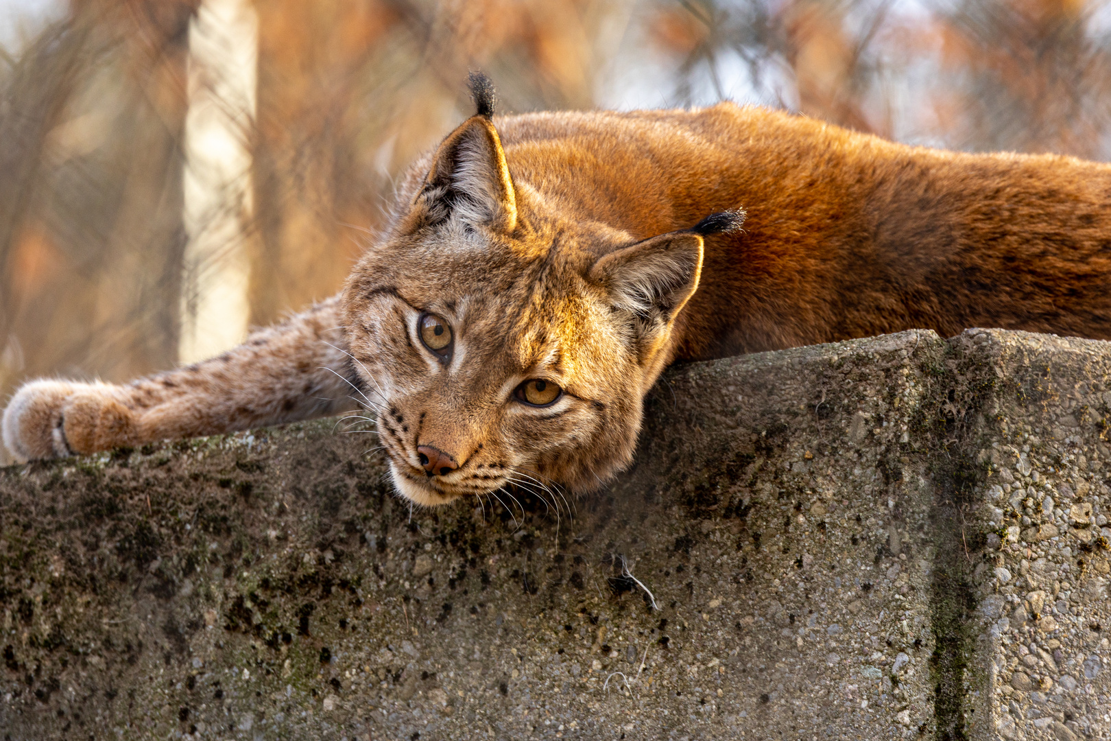 Tierpark Zürich 1. Jänner 2023 (2/3)