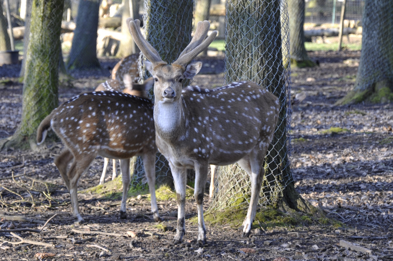 Tierpark2