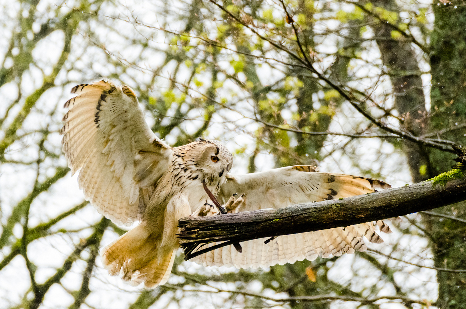 Tierpark_Bad Mergentheim