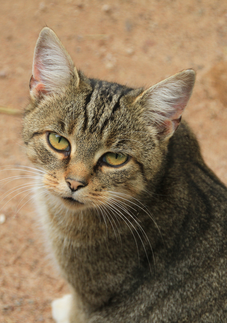 Tierparkkatze2