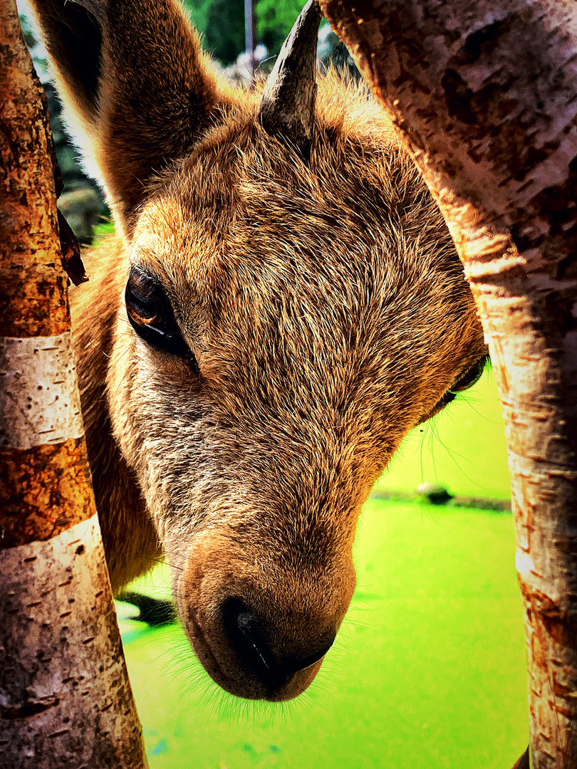 TierparkNordhorn1