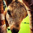 TierparkNordhorn1