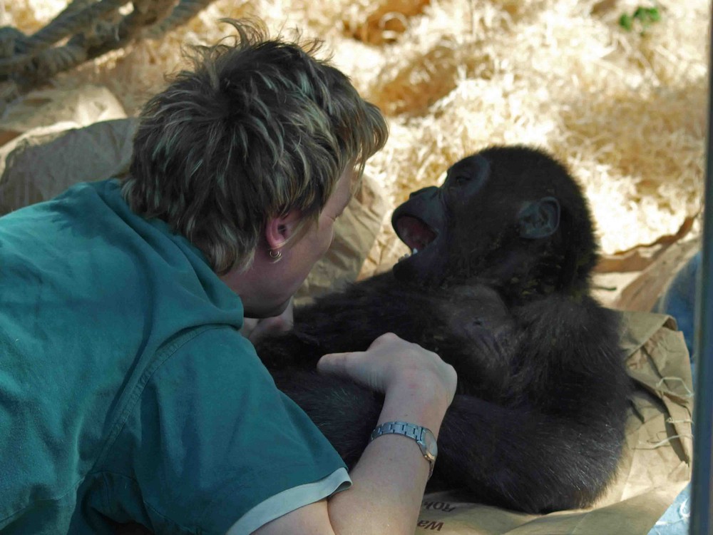 Tierpflegerin mit jungen Gorillas