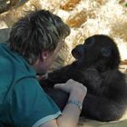 Tierpflegerin mit jungen Gorillas