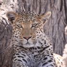 Tierportät Leopard