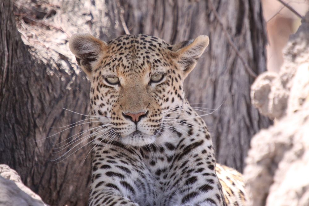 Tierportät Leopard