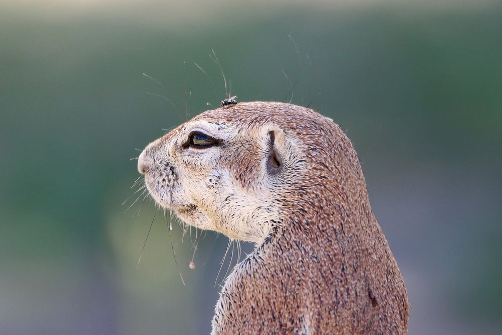 Tierporträt  Afrikanischen Borstenhörnchen