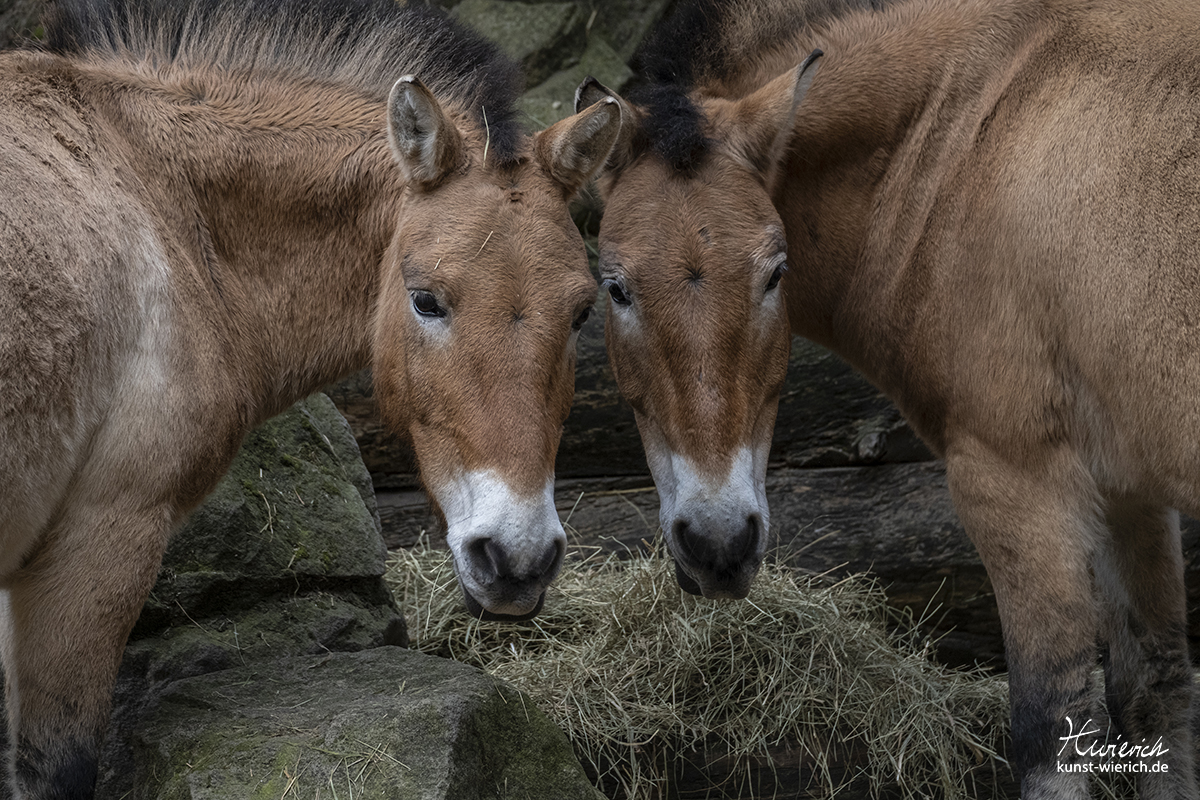 Tierporträt aus dem Allwetterzoo in Münster