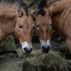 Tierporträt aus dem Allwetterzoo in Münster