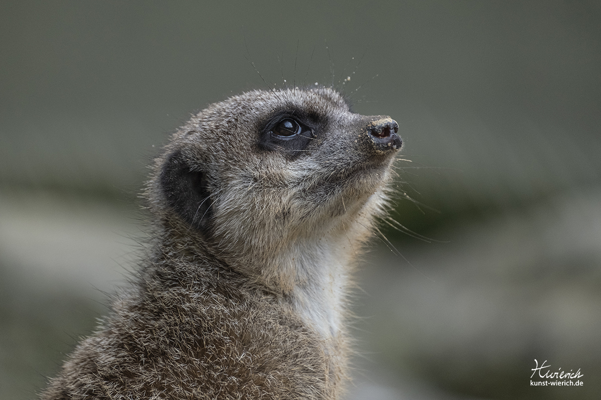 Tierporträt aus dem Allwetterzoo in Münster