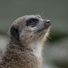 Tierporträt aus dem Allwetterzoo in Münster