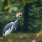 Tierporträt aus dem Allwetterzoo in Münster