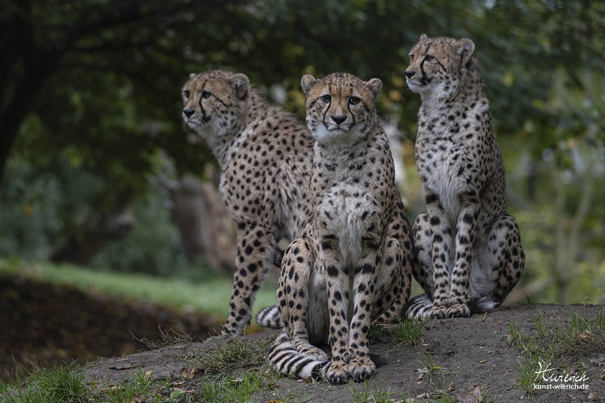 Tierporträt aus dem Allwetterzoo in Münster