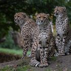 Tierporträt aus dem Allwetterzoo in Münster